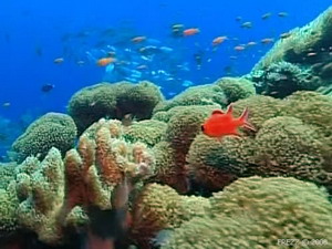 Лучшие места для дайвинга Дайвинг, подводное плавание, места для дайвинга
