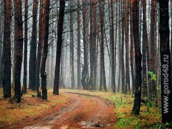 охота на пушных зверей Охота | охота на пушных зверей | ондатра | хорёк